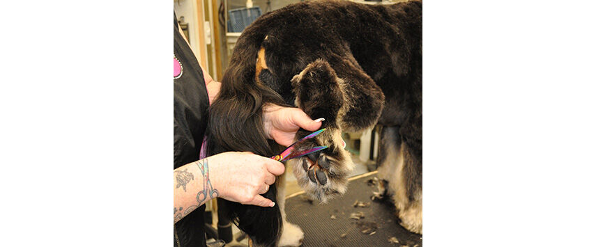 Grooming the Bernadoodle